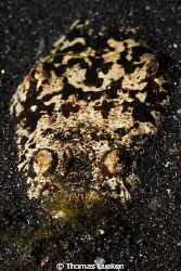 found in Lembeh; D200 by Thomas Lueken 